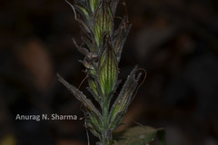 Barleria courtallica